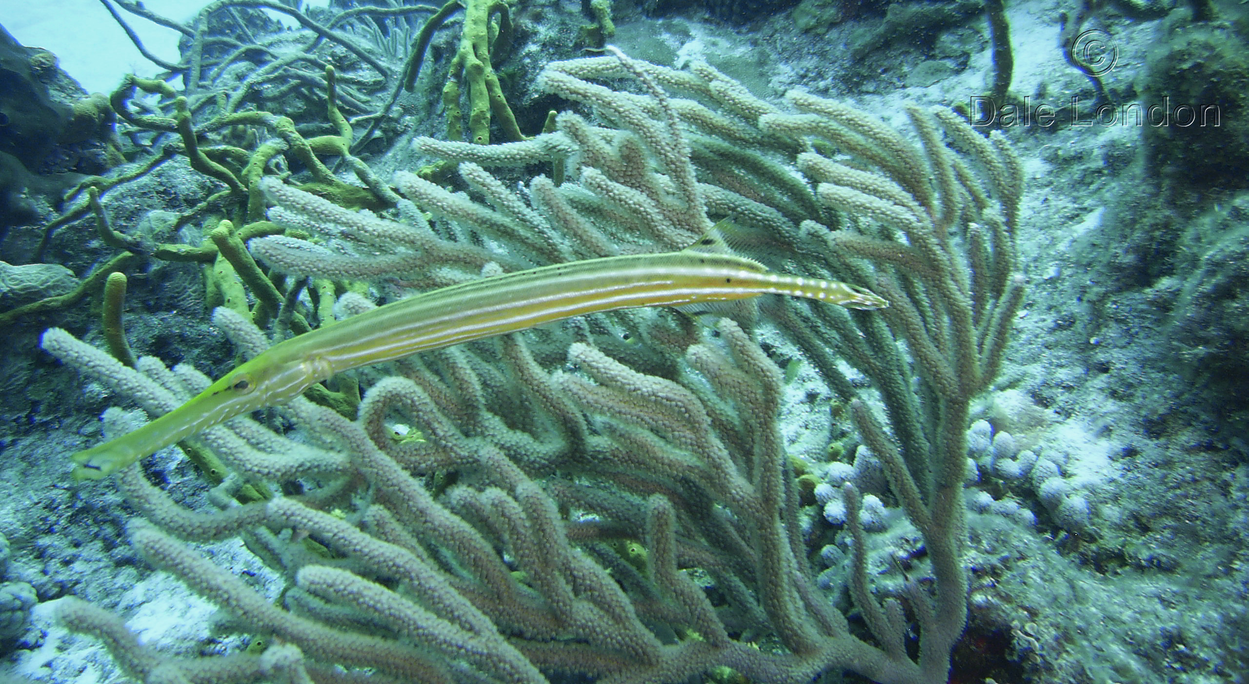 Cozumel Trumpetfish