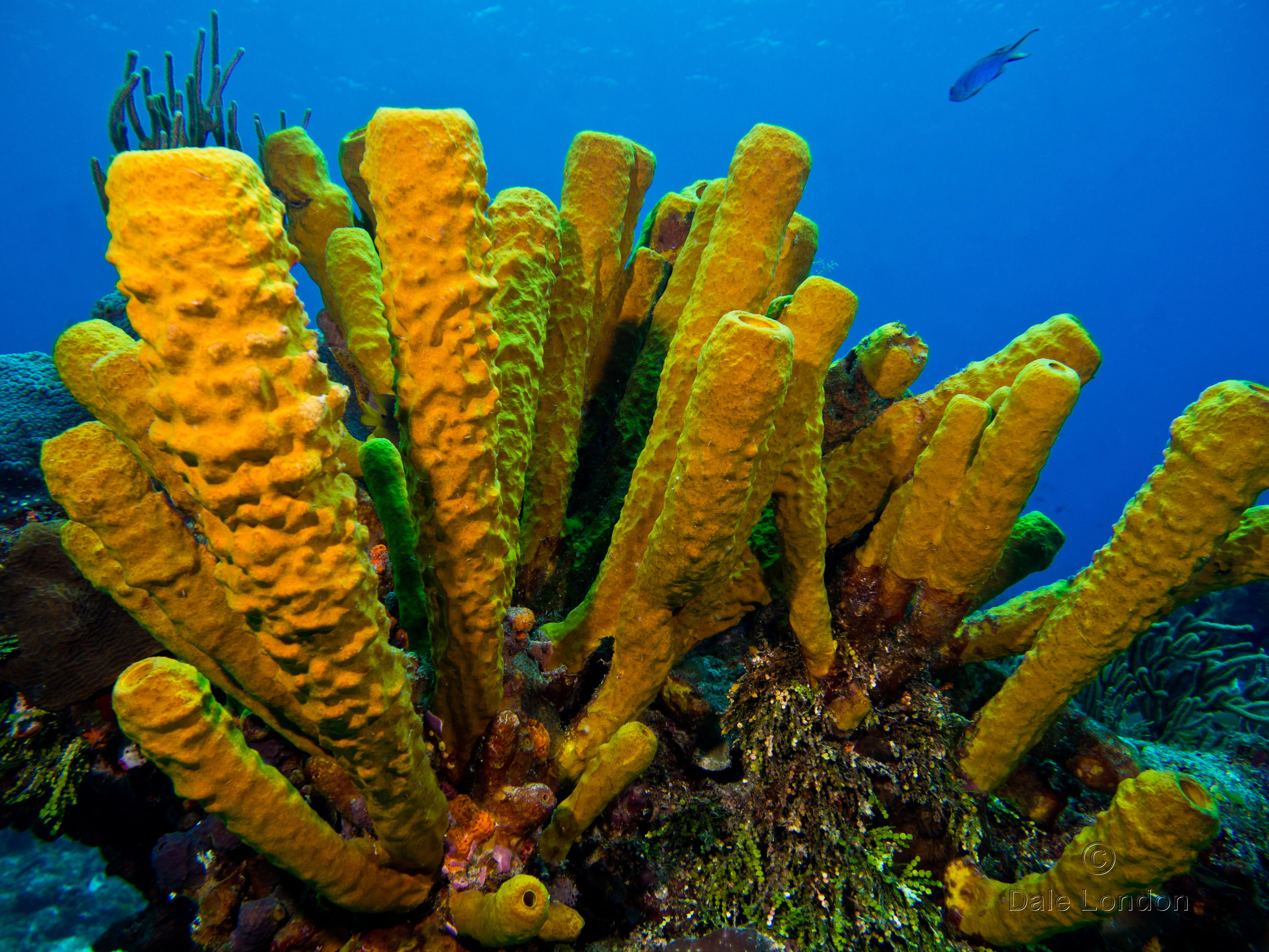 Cozumel Tube sponge