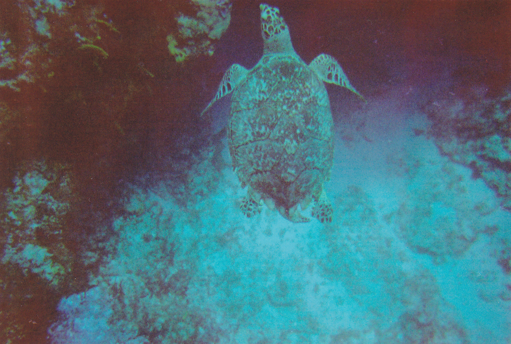 Cozumel turtle