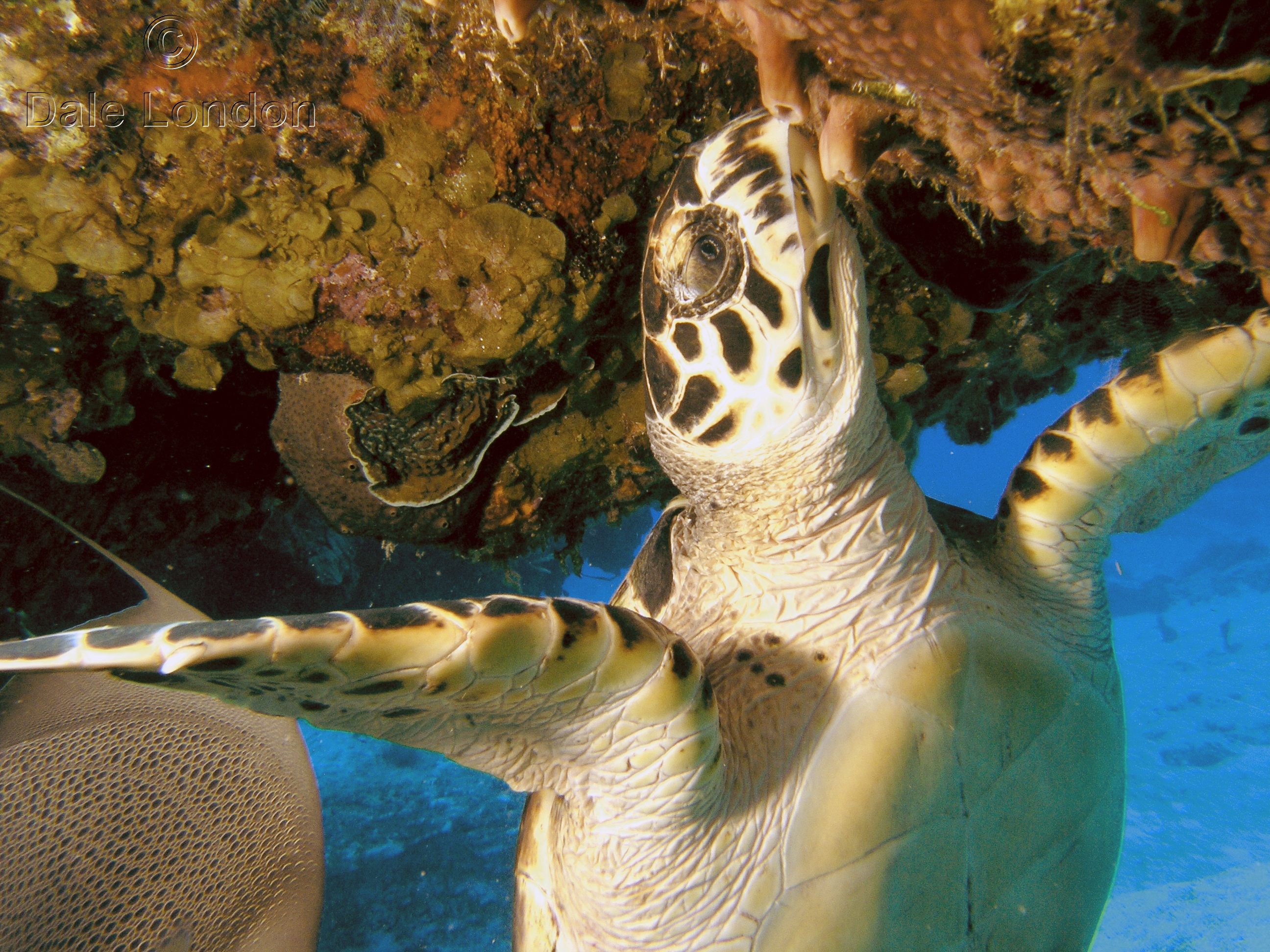 Cozumel Turtle