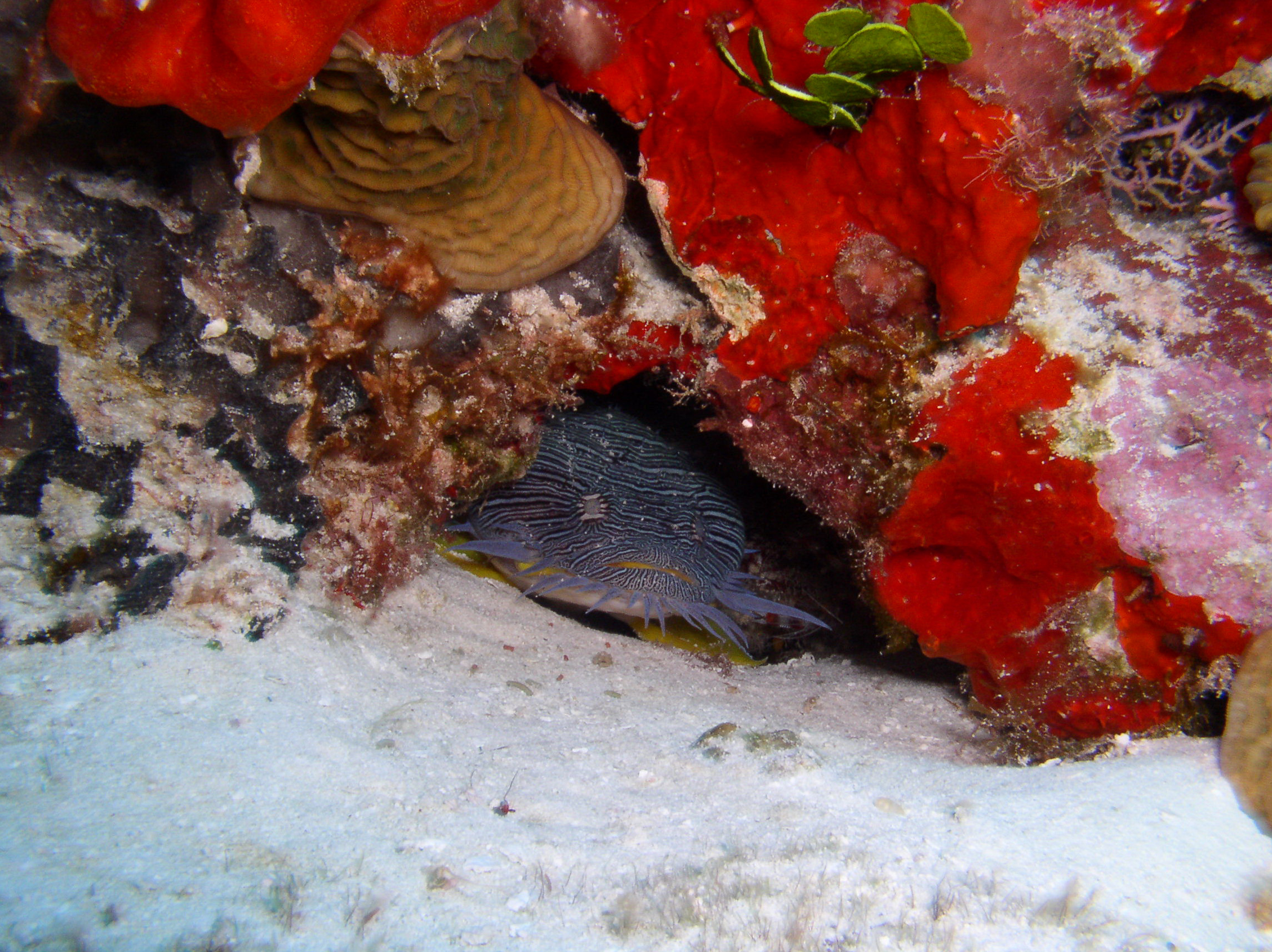 cozumel underwater photos