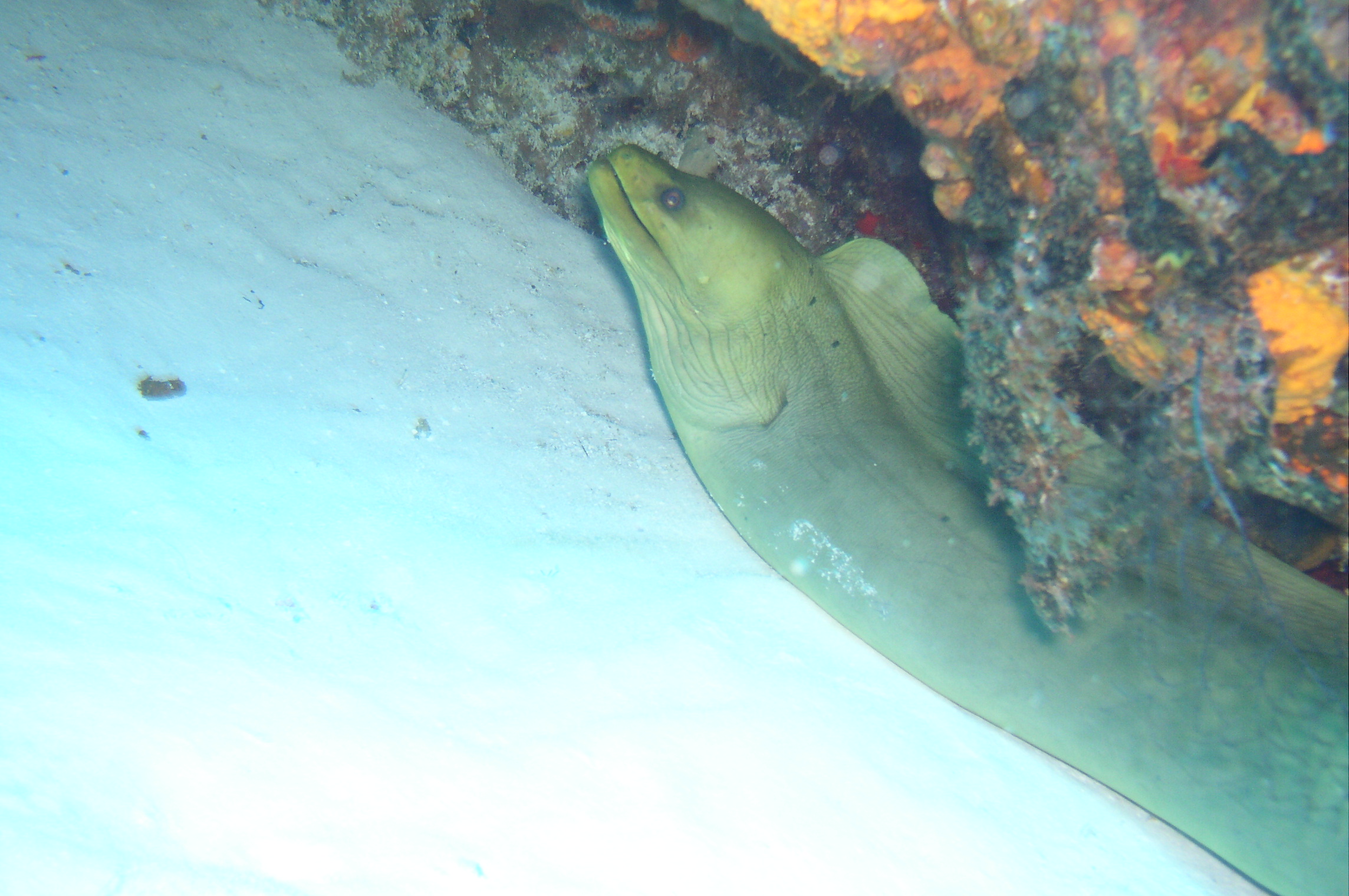 cozumel underwater photos