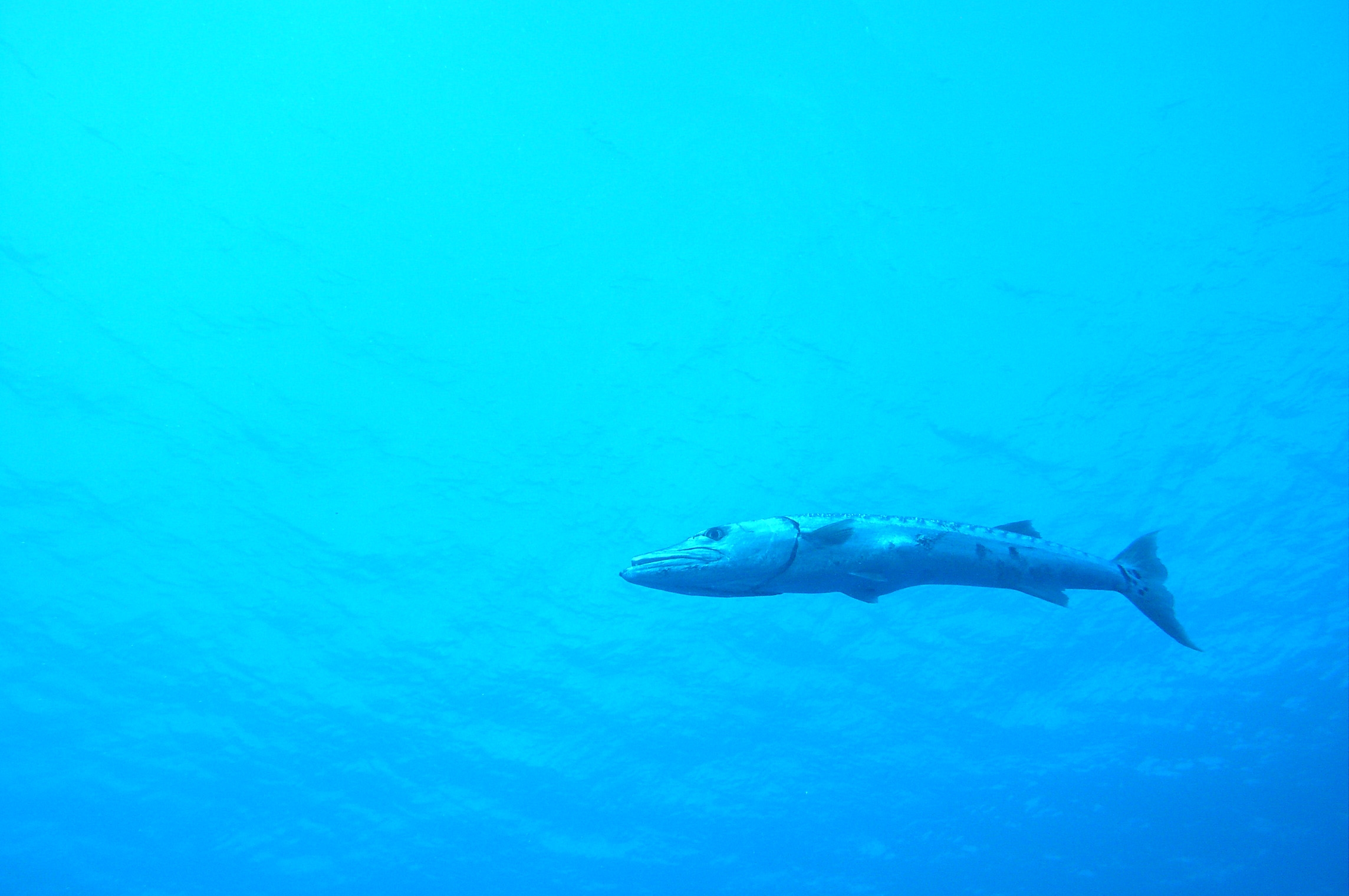 cozumel underwater photos