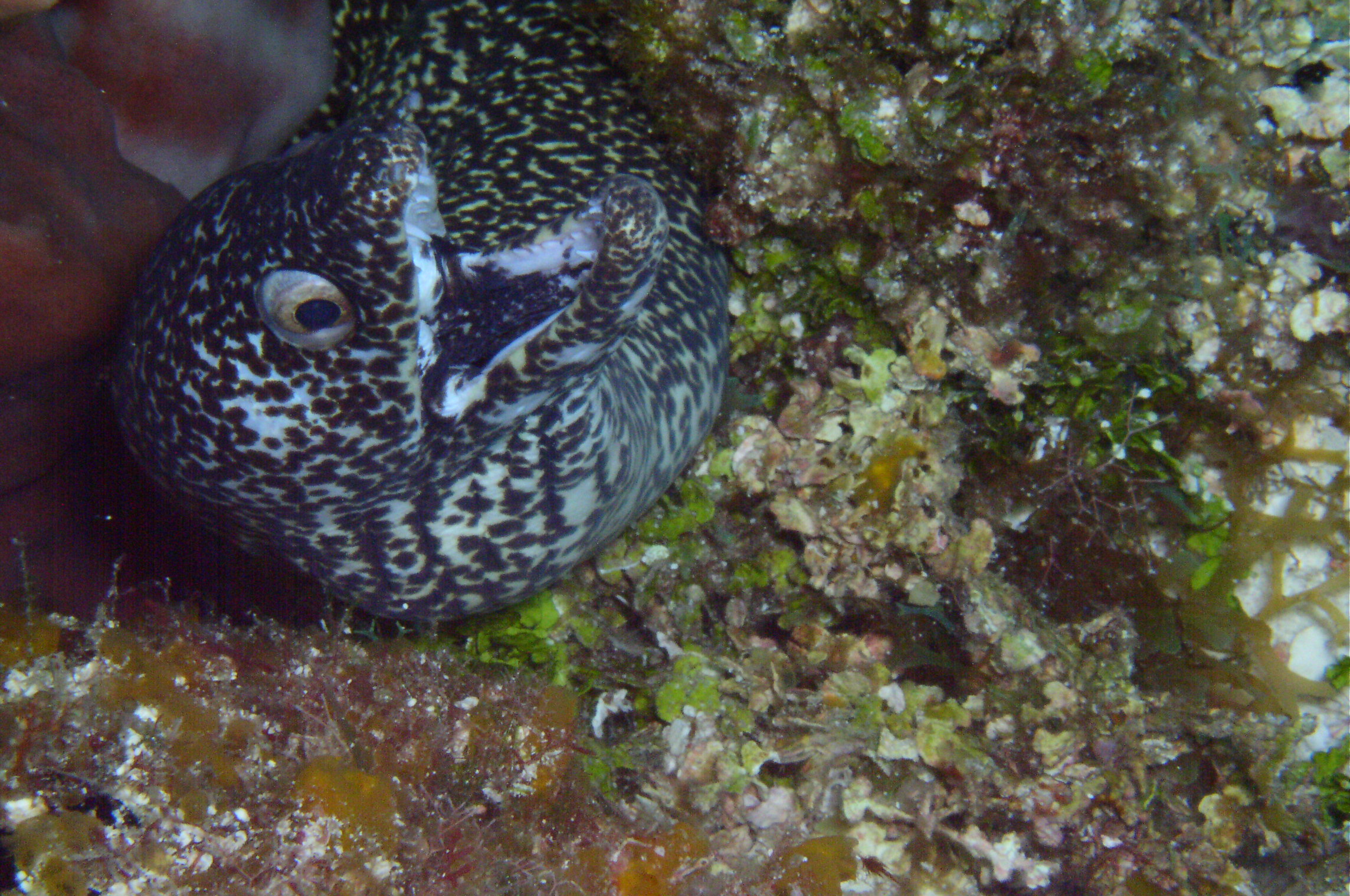 cozumel underwater photos