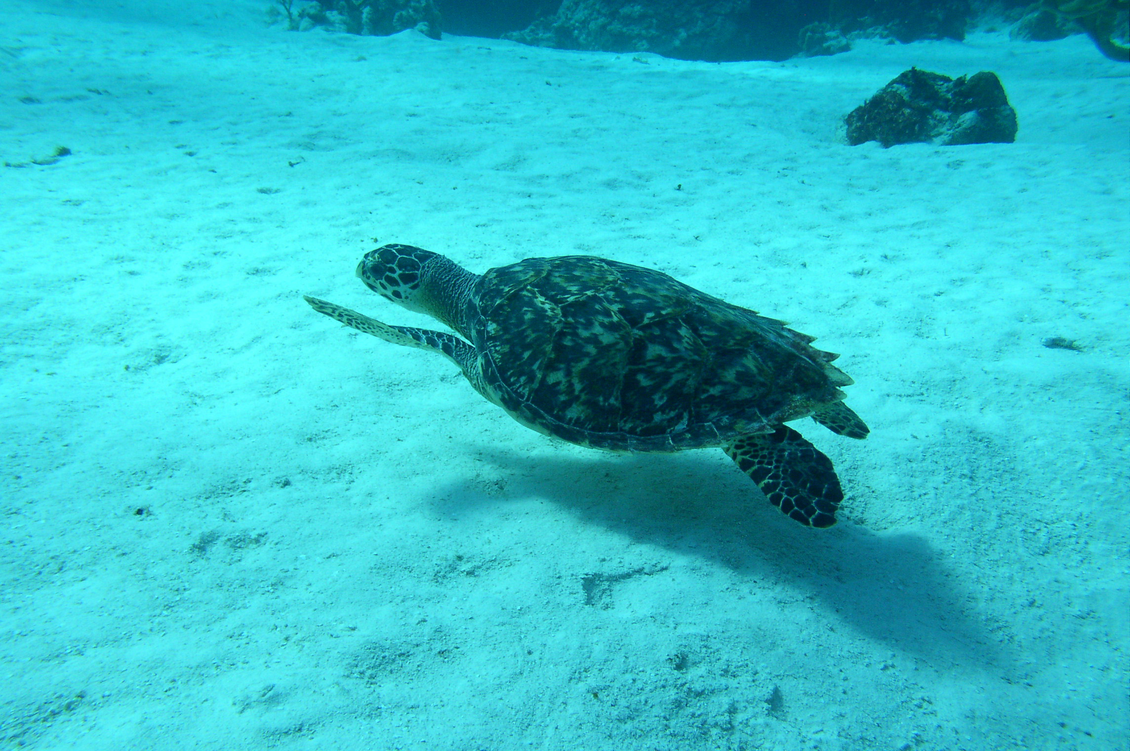 cozumel underwater photos