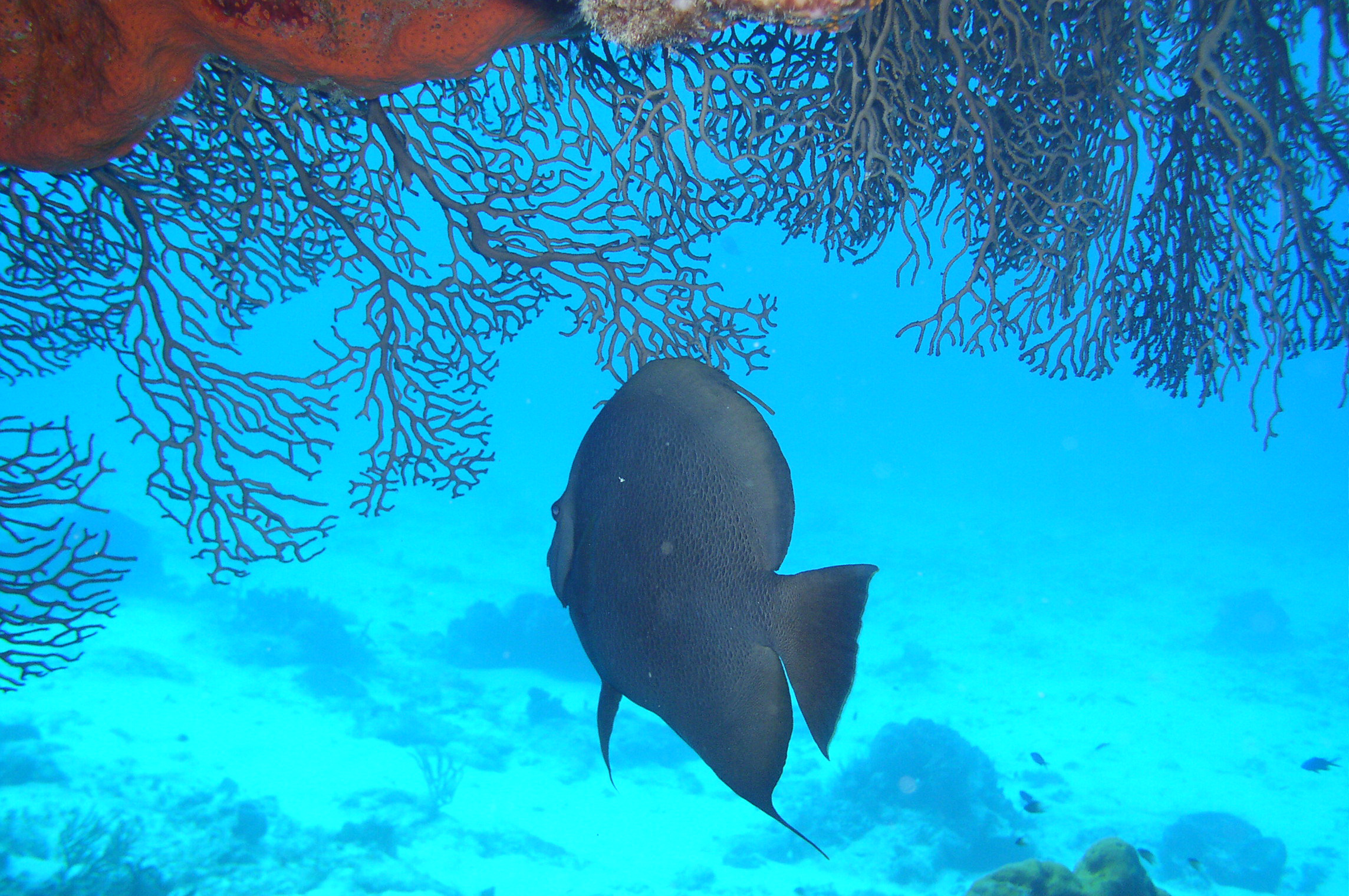 cozumel underwater photos