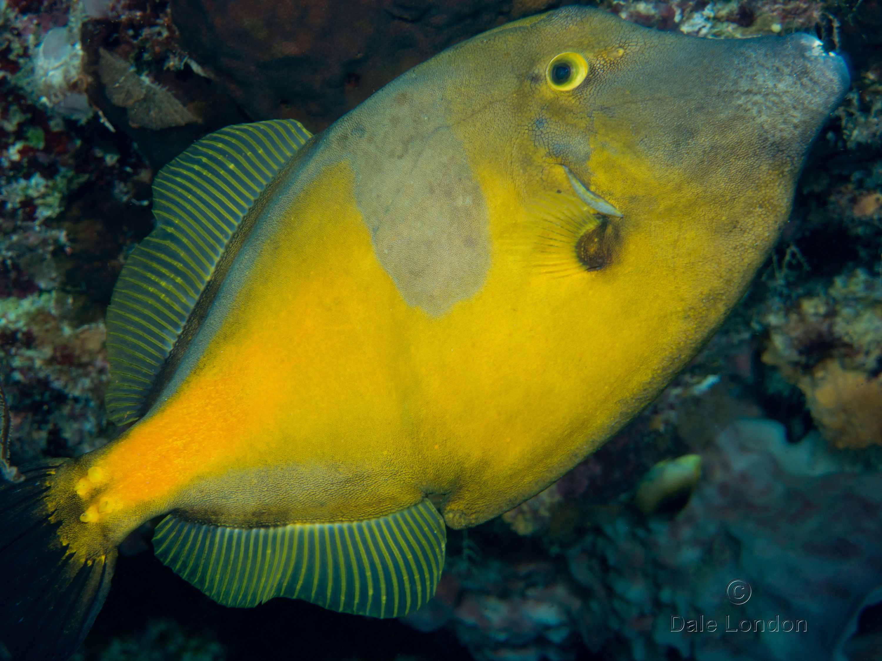 Cozumel White spotted filefish