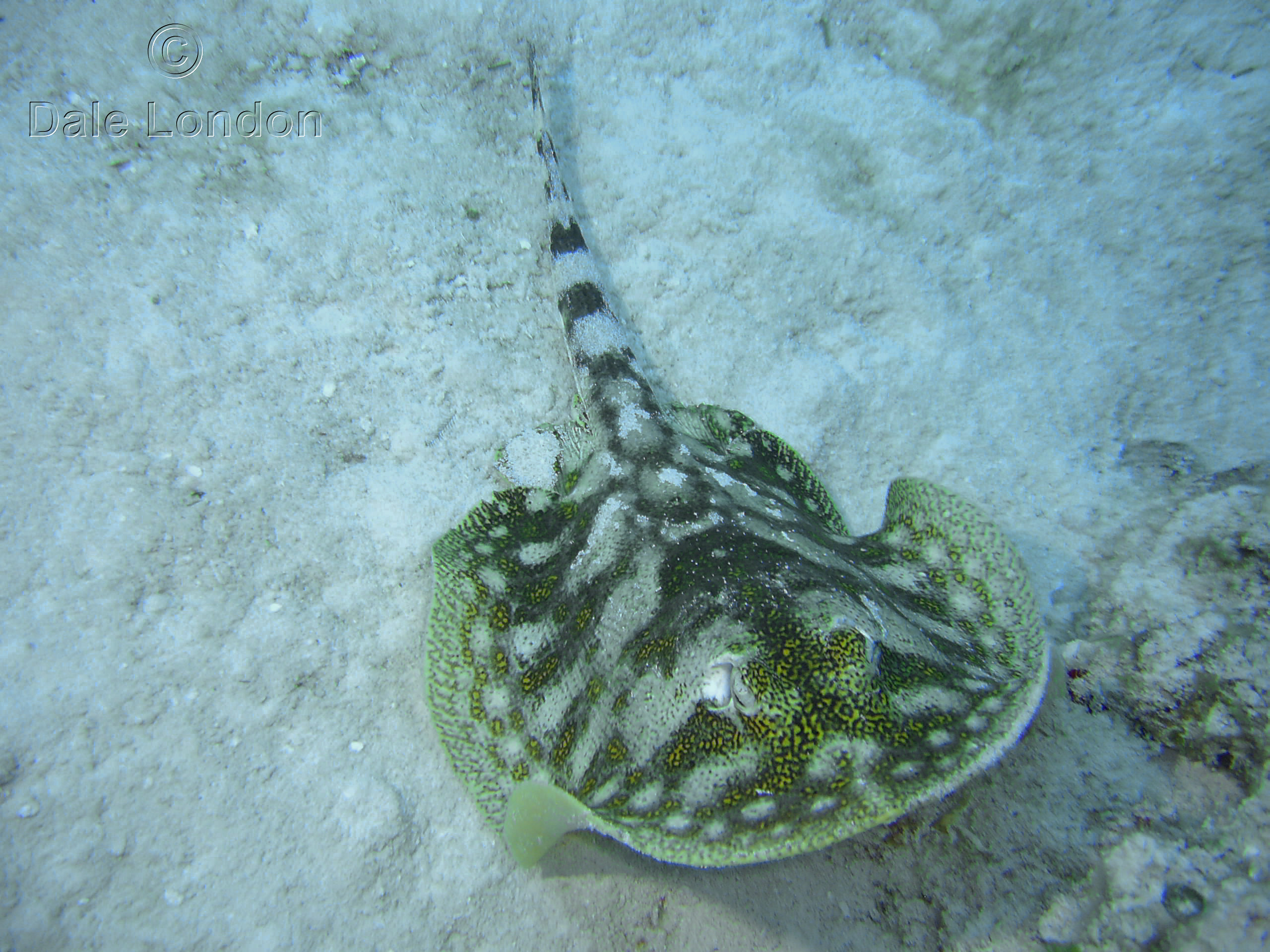 Cozumel Yellow Stingray Ray