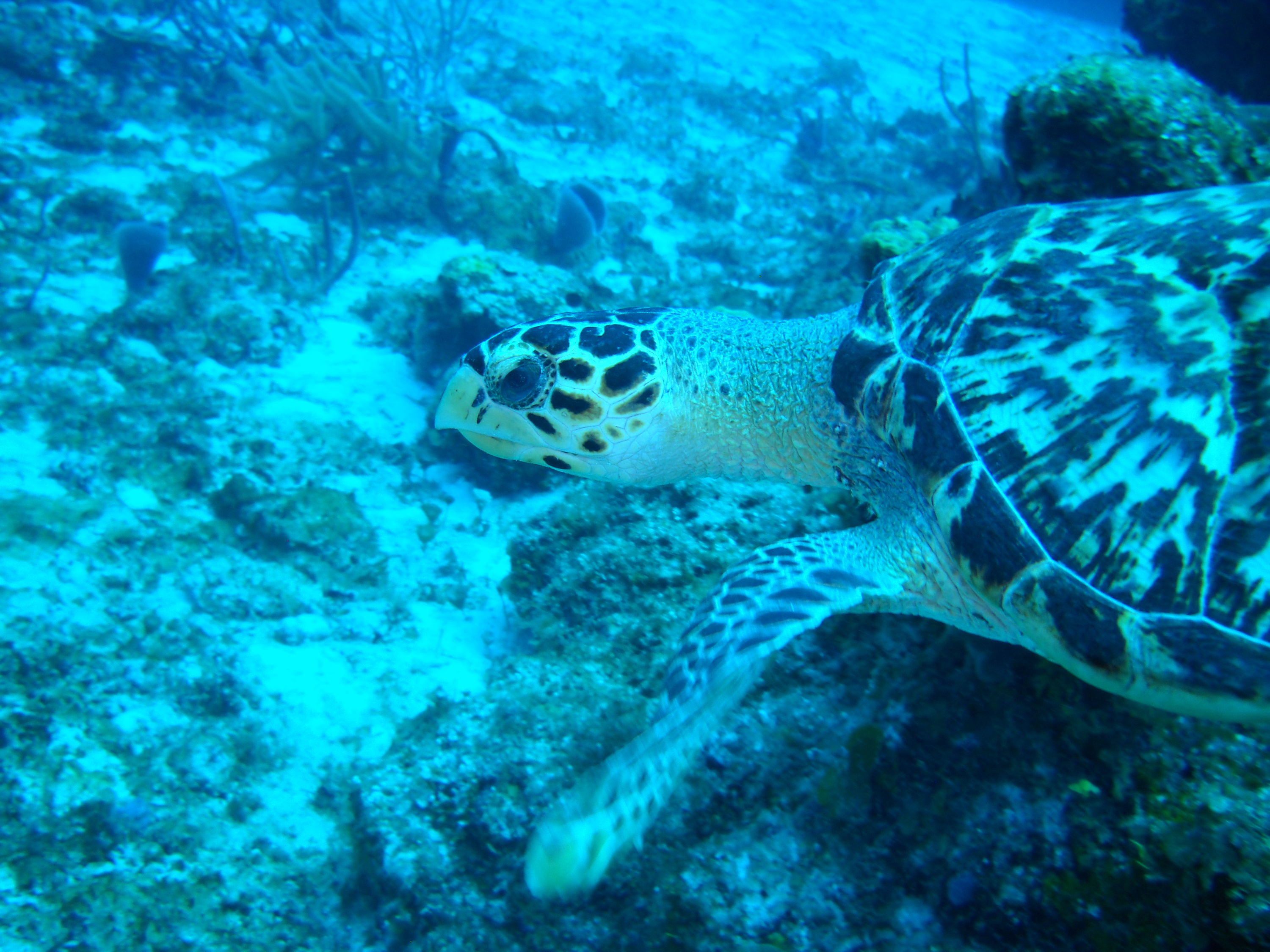 Cozumel