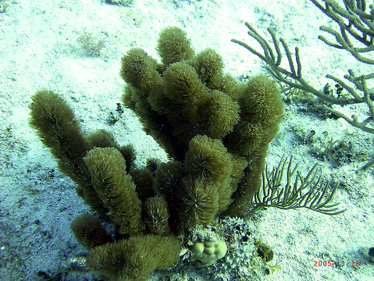 Cozumel