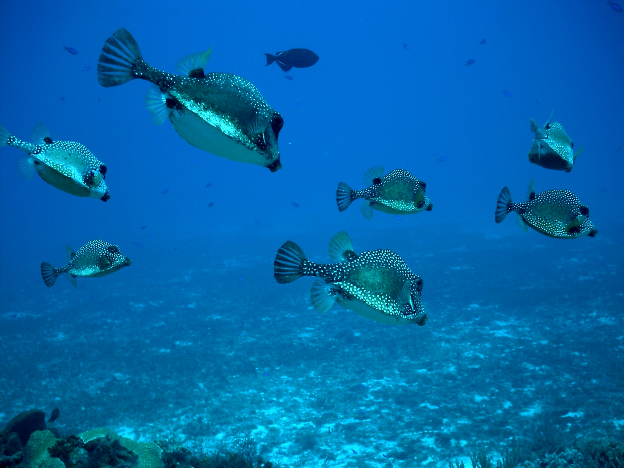 Cozumel