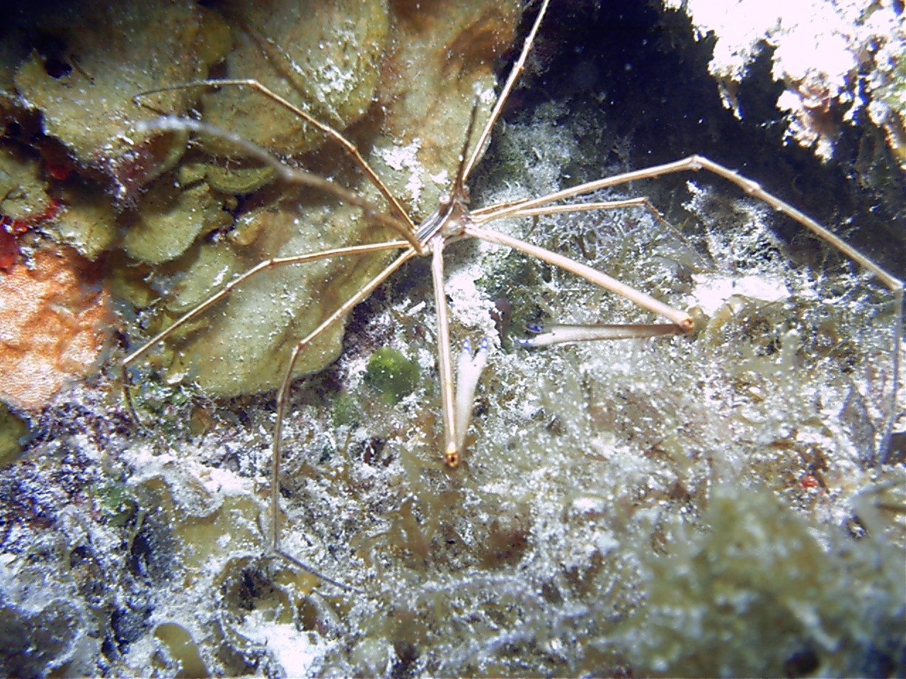 Cozumel