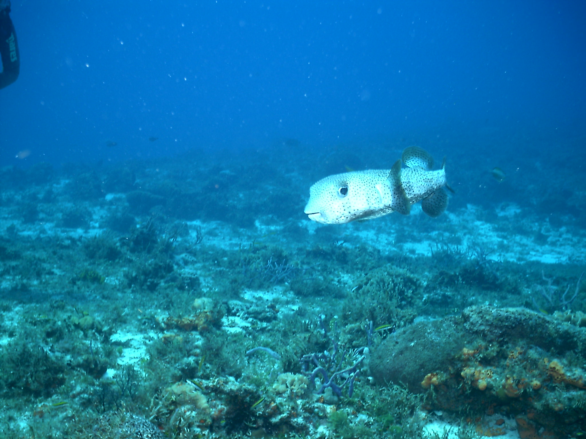 Cozumel