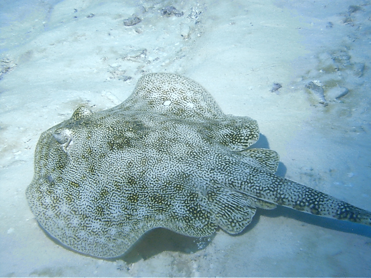 Cozumel