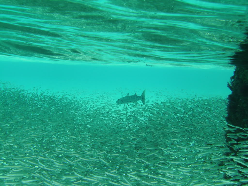 Cozumel06142009039