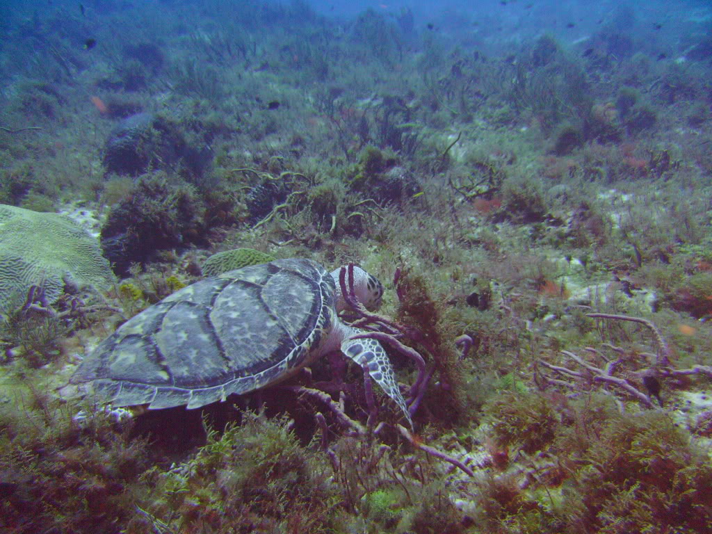 Cozumel06182009029