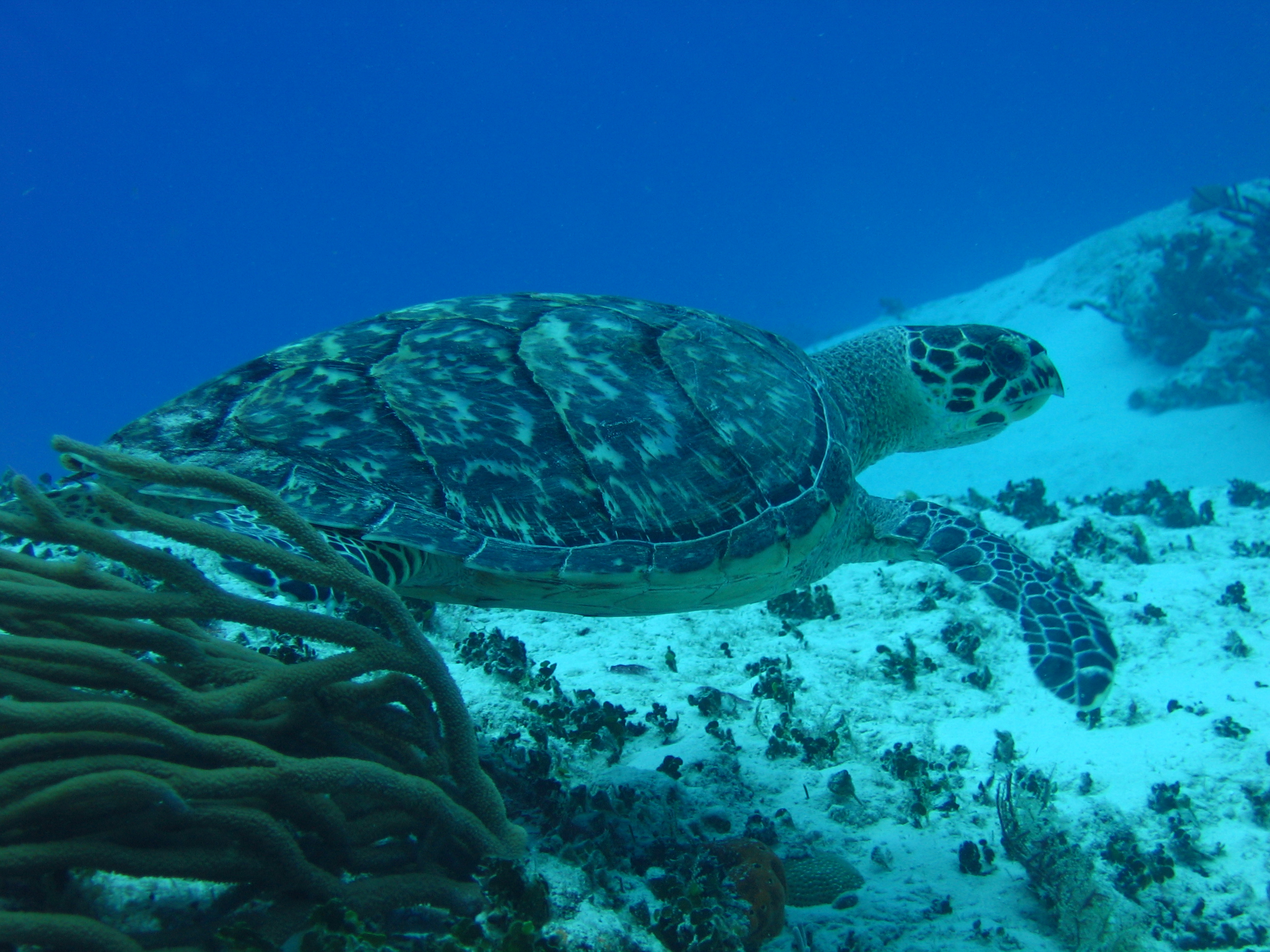 Cozumel_2005_078