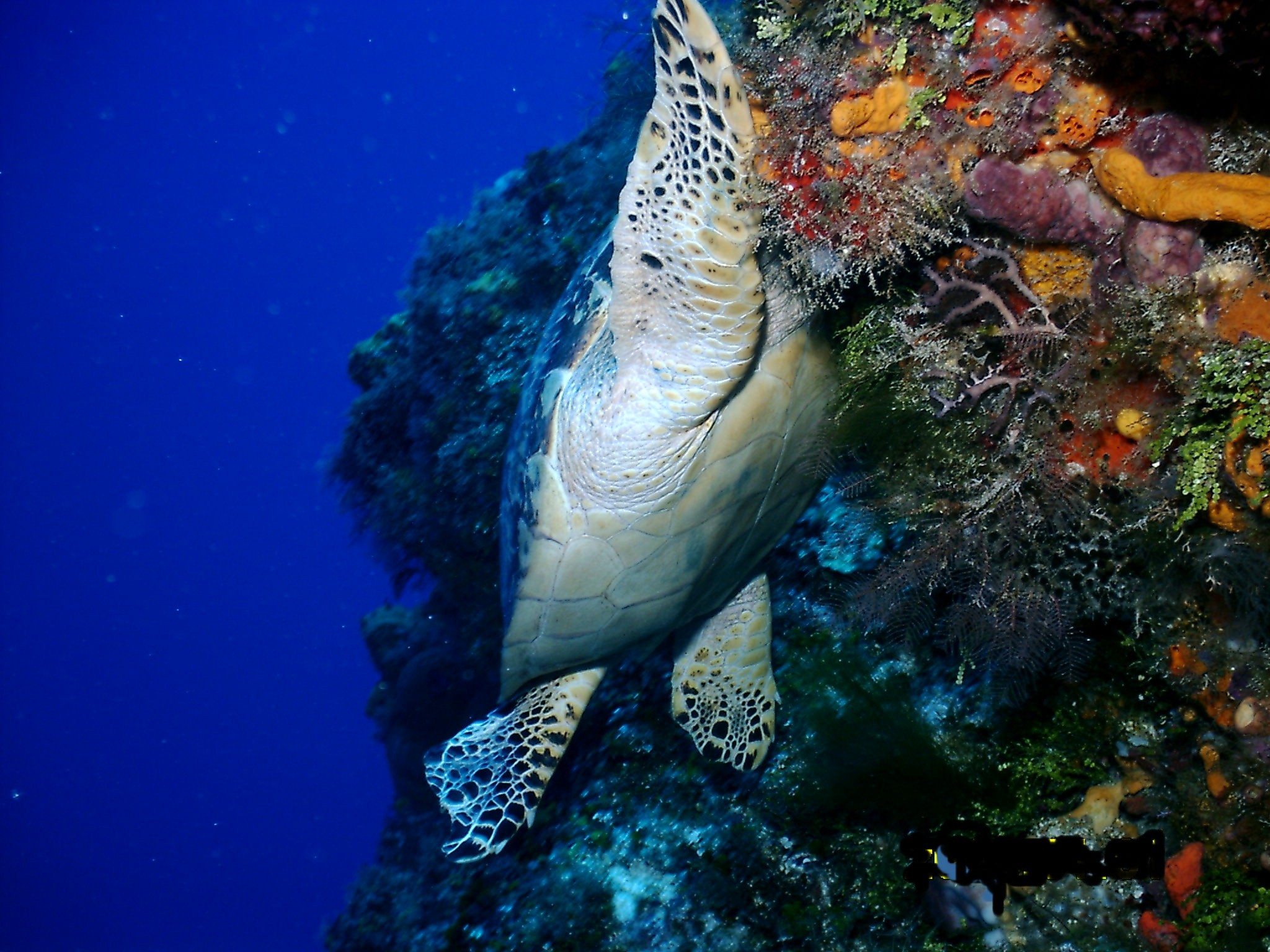 cozumel_april_2004_033