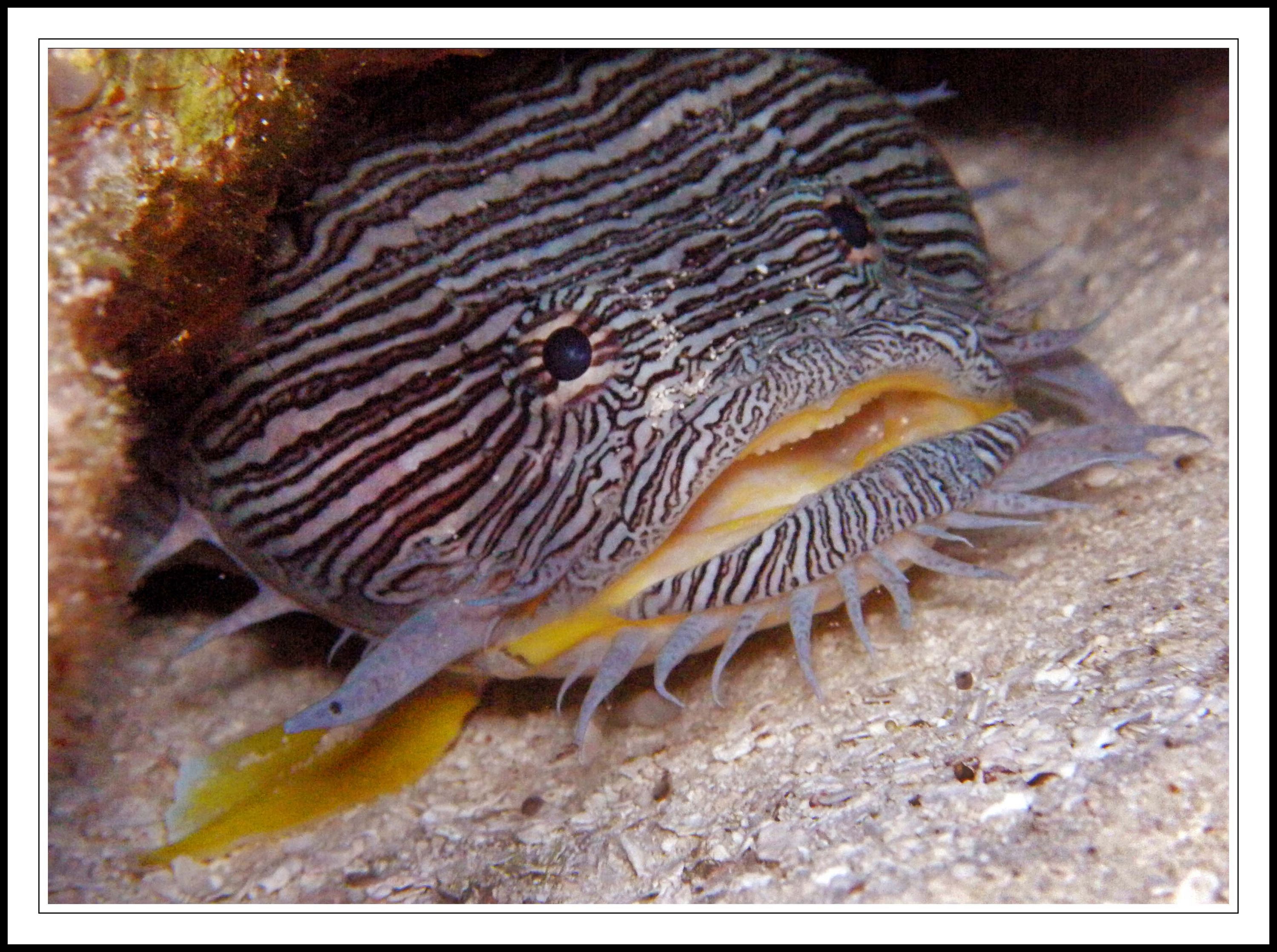 Cozumel_Toadfish