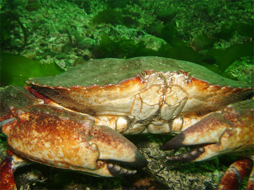 Crab-2