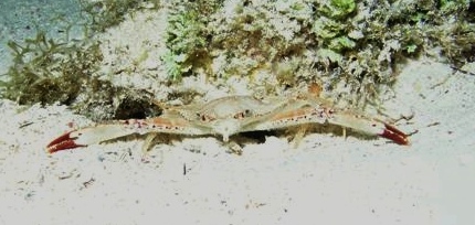 Crab - Belize