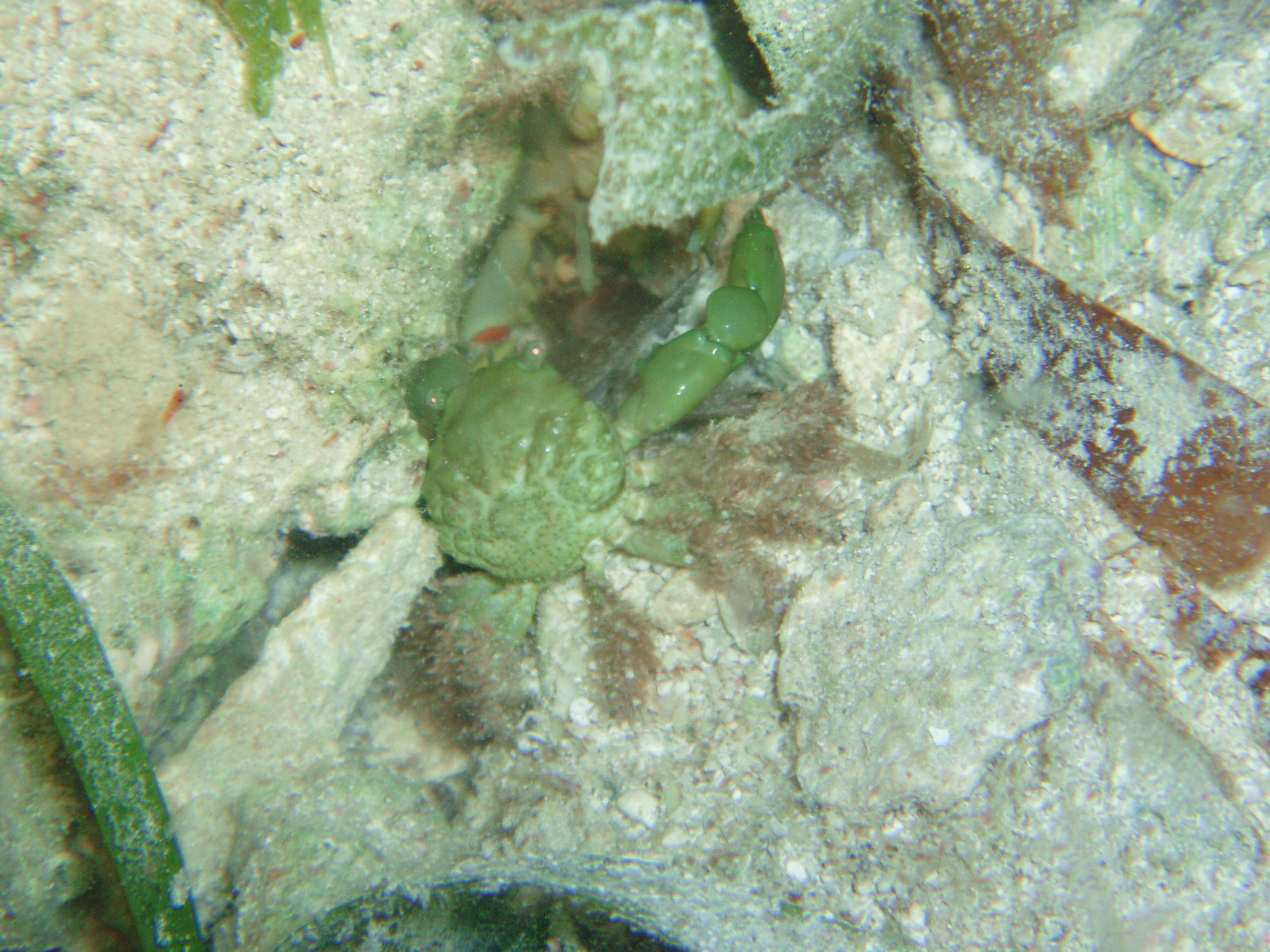 Crab, Caribbean, Roatan So Side