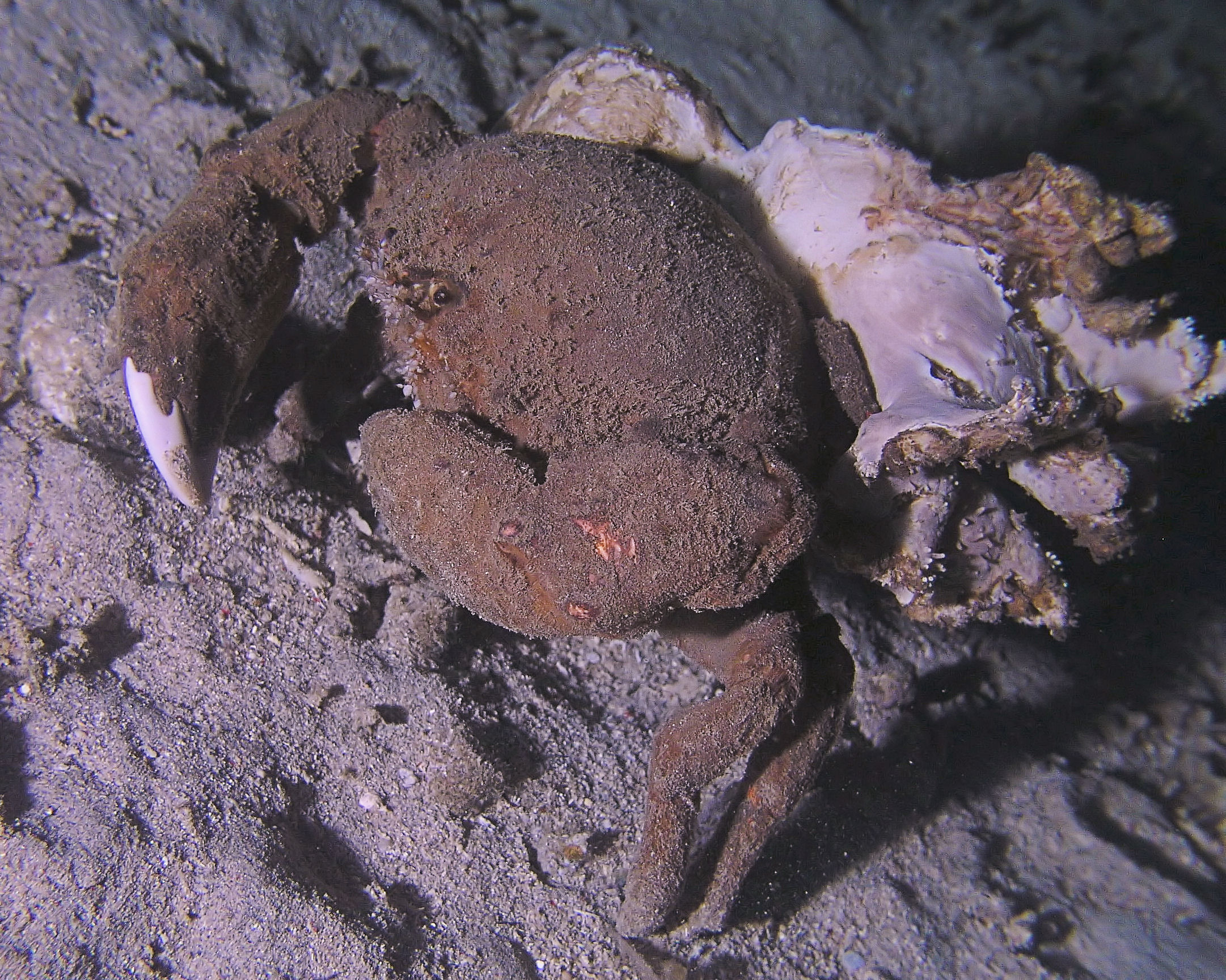 Crab carrying coral