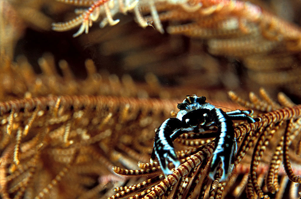 crab hanging out on crinoid