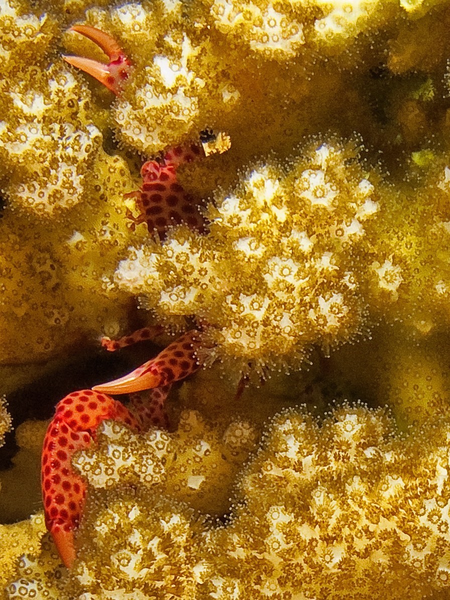 Crab Hiding In Coral