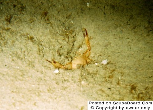 Crab Hiding in Sand