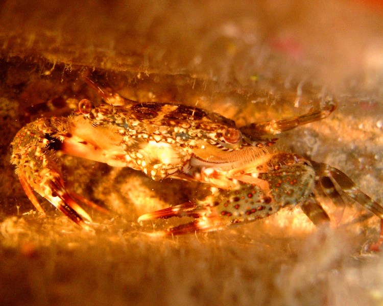 Crab in a crevis