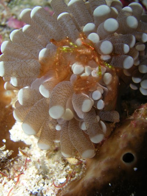 crab in anemone