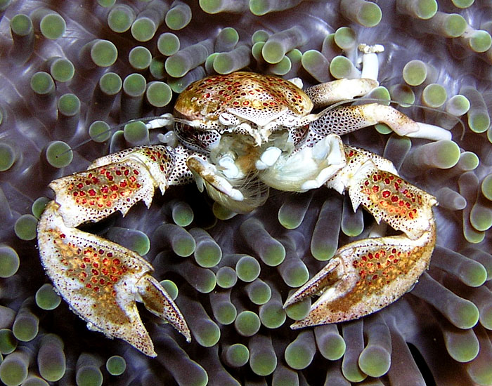 Crab in Anemone