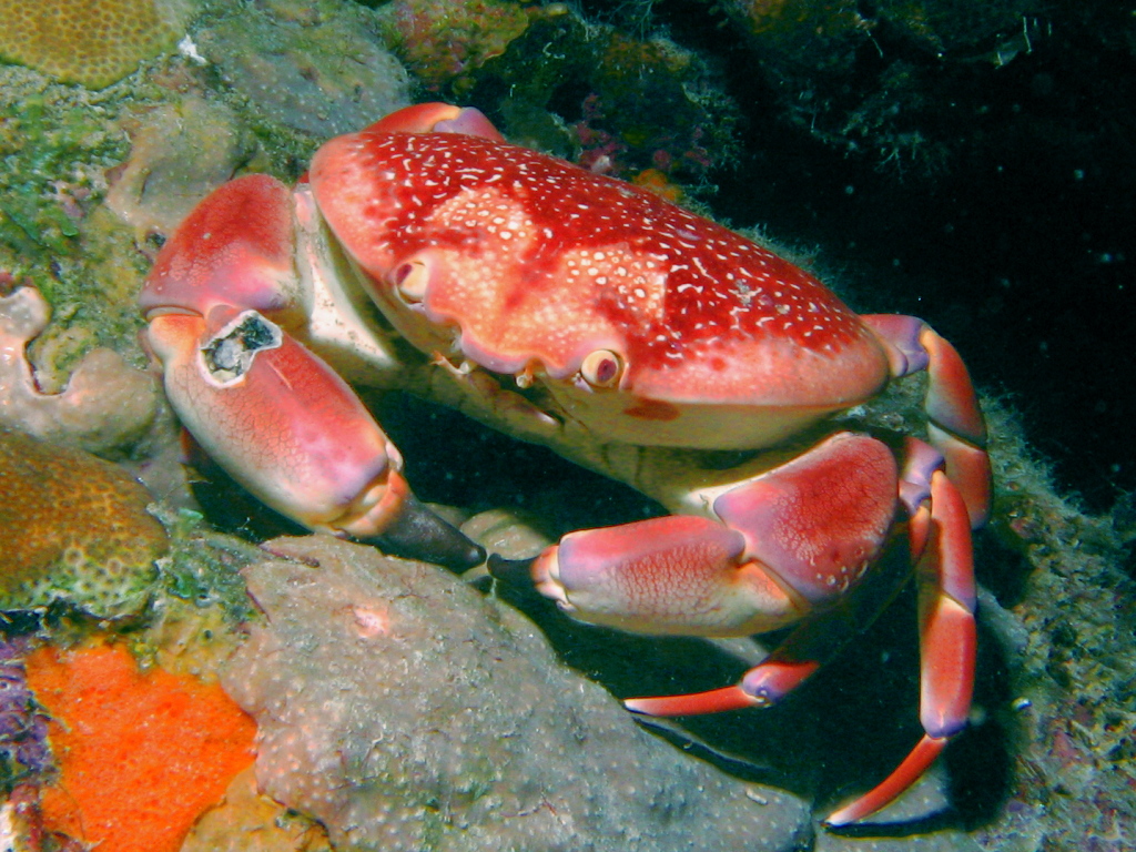 Crab in Bonaire