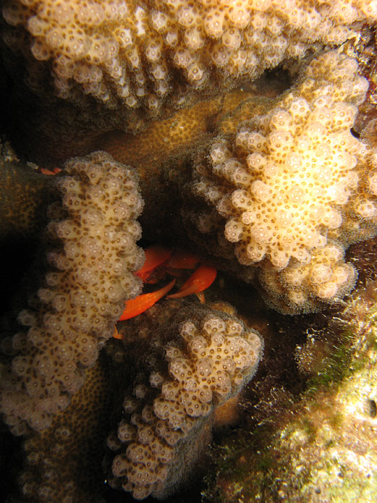 Crab in Coral
