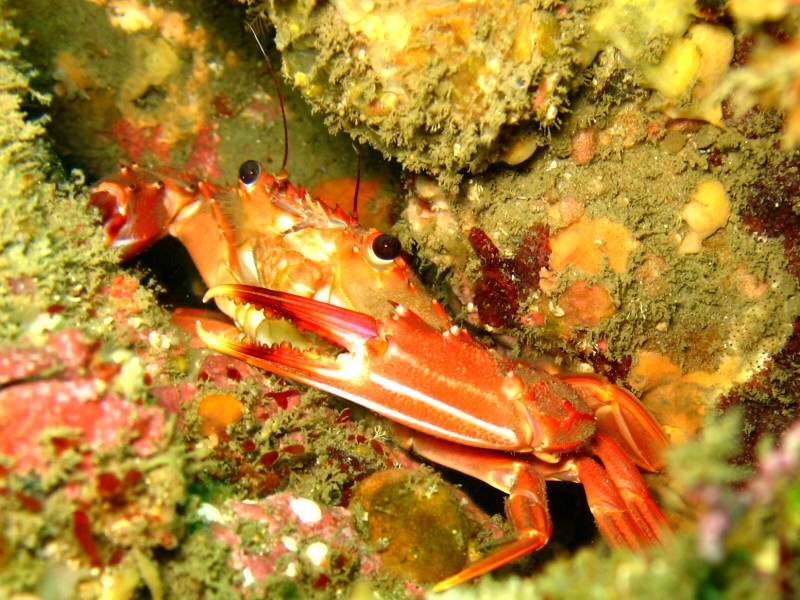 crab in the crack