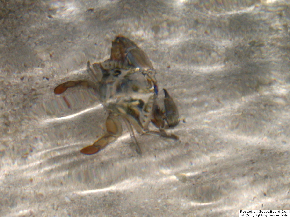 crab in the shallows