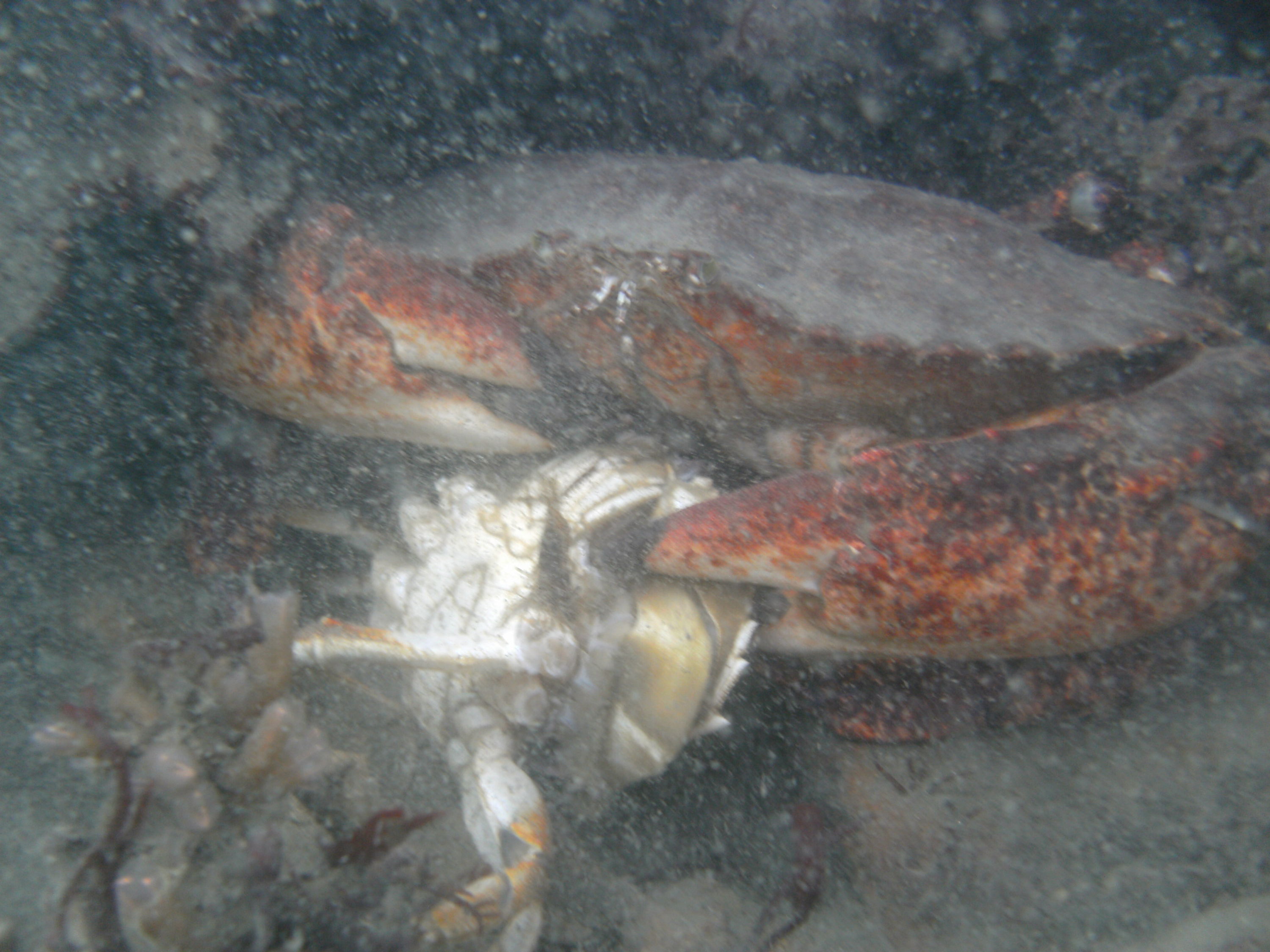 Crab lunch