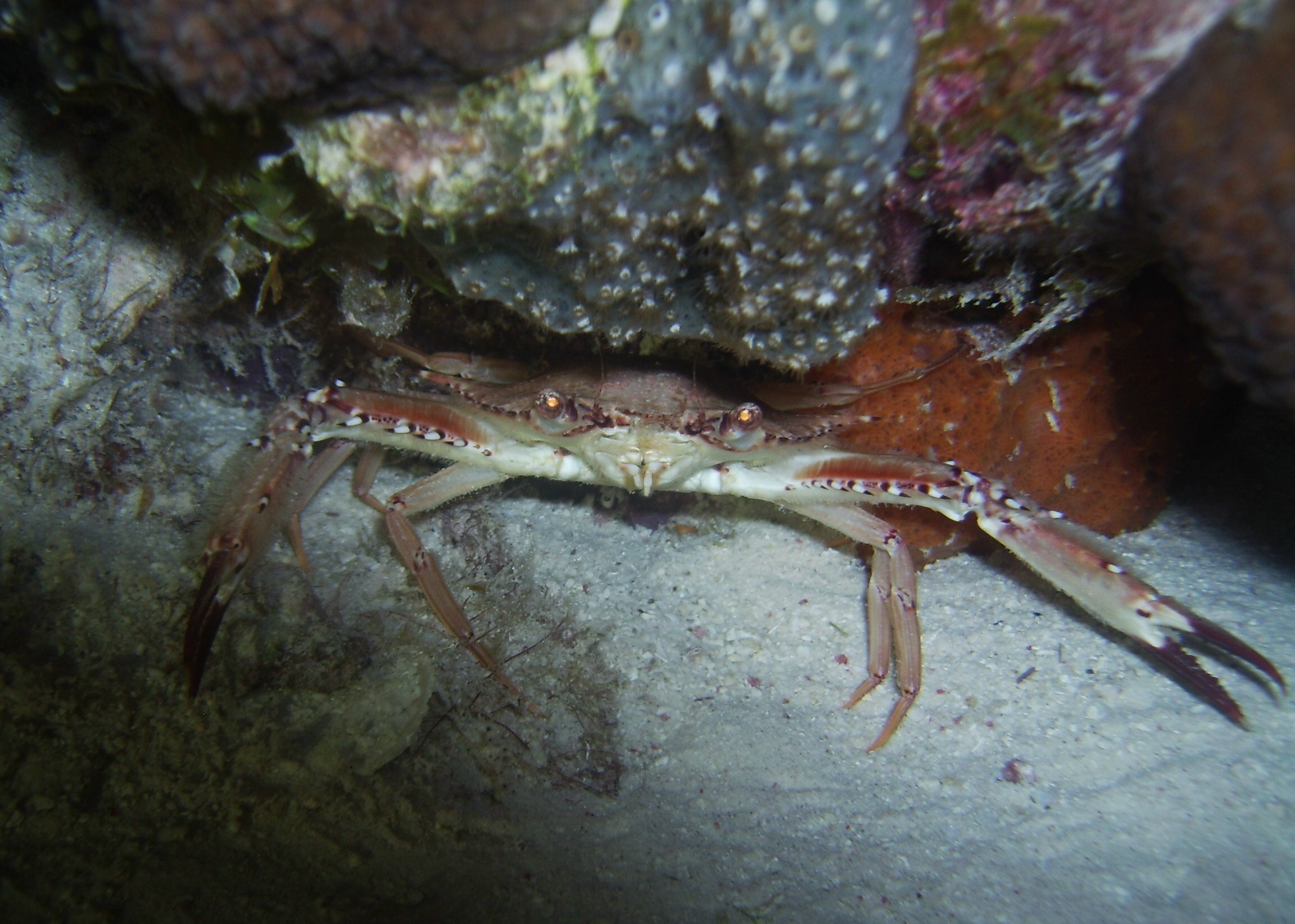 crab, night diving