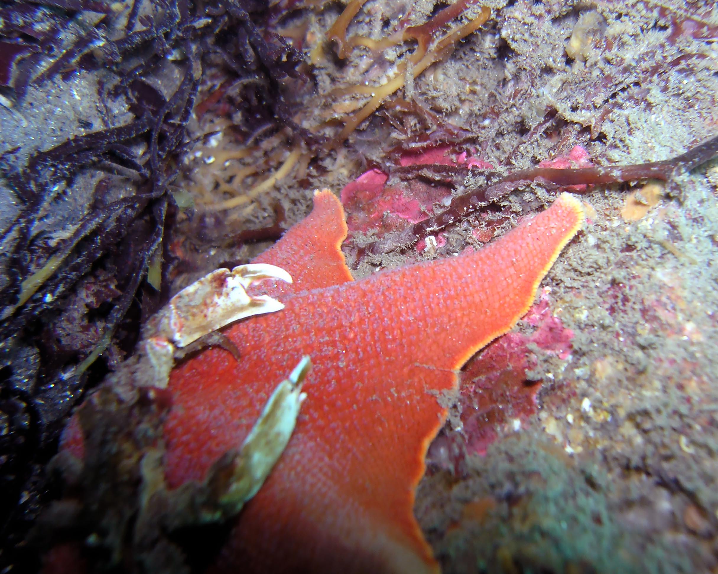 Crab on a Bat Star