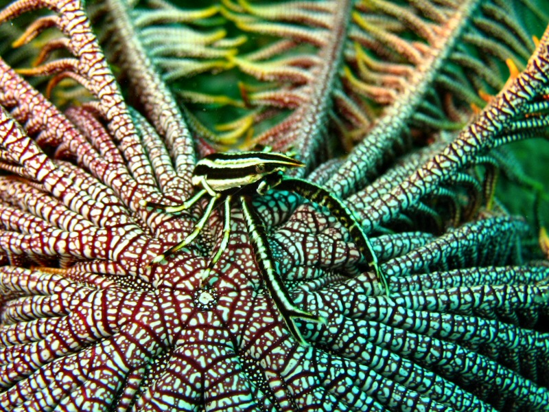 Crab on a brittle star