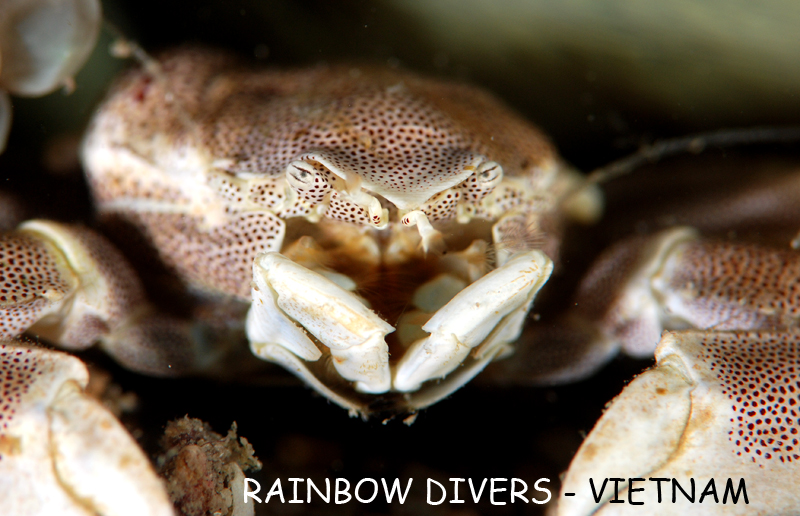 Crab on Anemone, Vietnam, Diving in Nha Trang