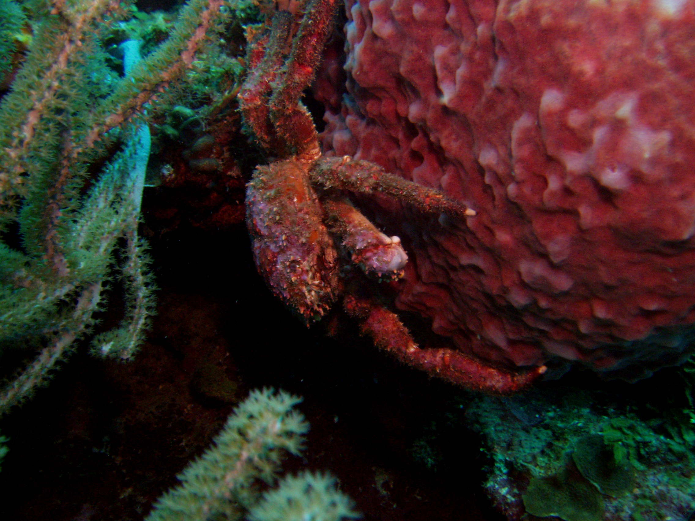 Crab on Coral