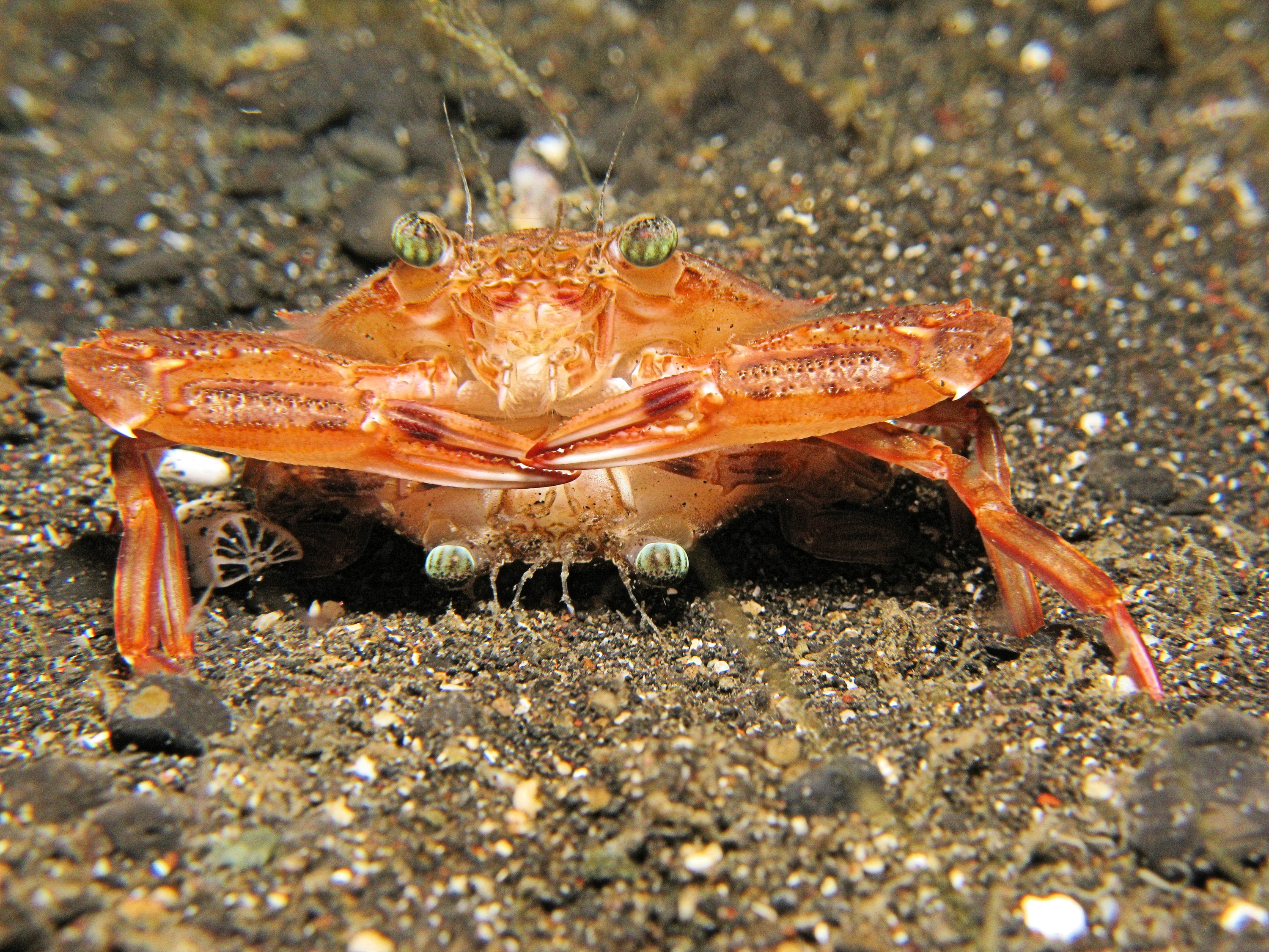 Crab on crab action!