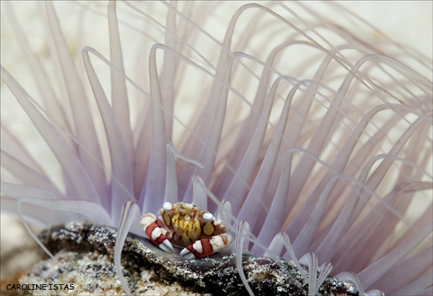 Crab on tube-anemone