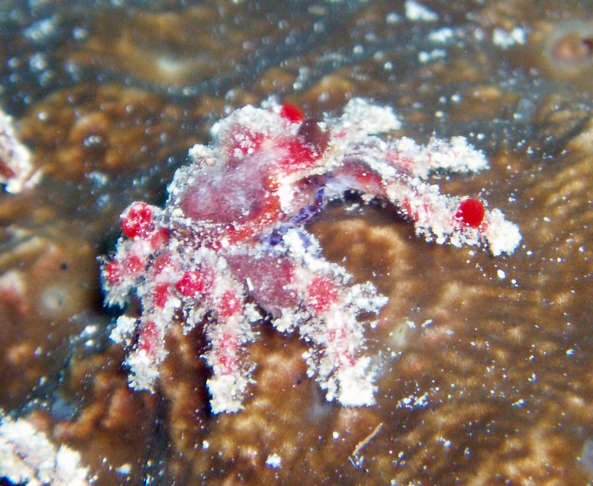 Crab, Roatan- caught off reservation