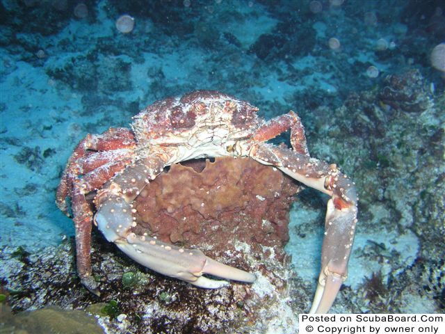 Crab