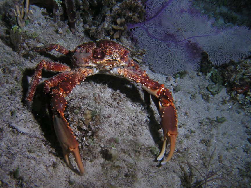 Crab