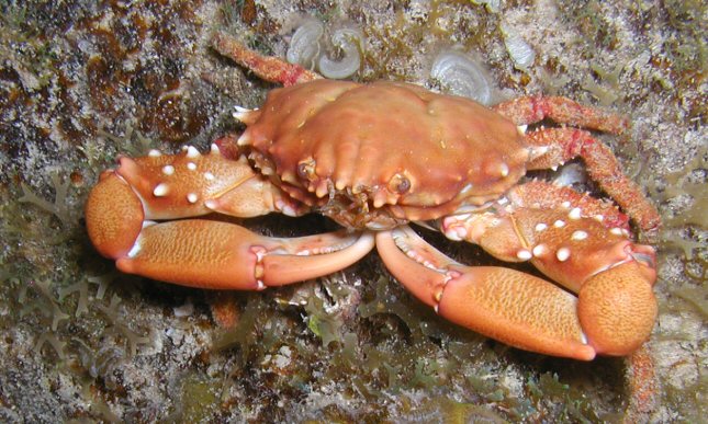 Crab