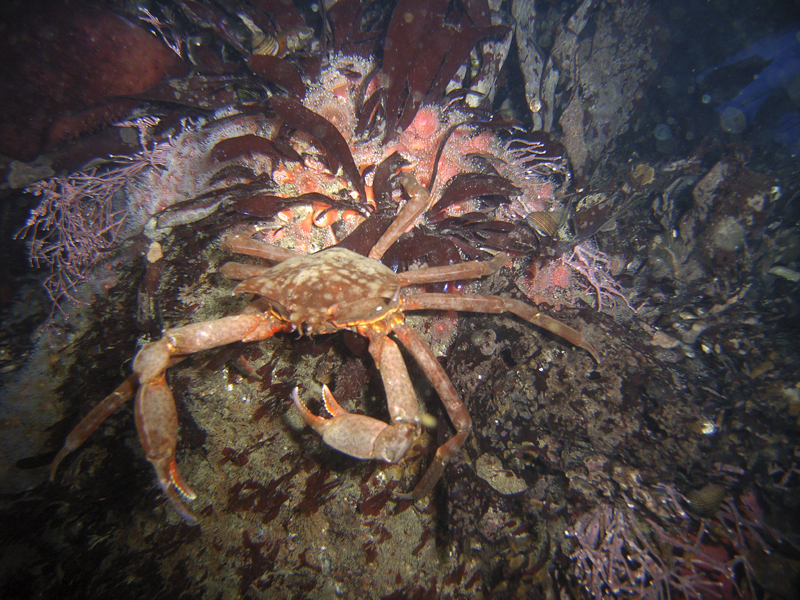 Crab